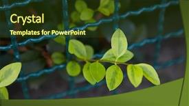  Presentation with bus - Slide deck having small branch of a bus background and a  colored foreground