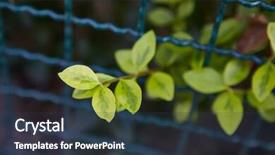  Presentation with bus - PPT layouts consisting of small branch of a bus background and a  colored foreground