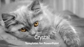  Presentation with british - Cool new theme with small british kitten the age of 2 month backdrop and a gray colored foreground