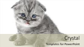  Presentation with british - PPT layouts with small british kitten the age of 1 month on the white background background and a soft green colored foreground