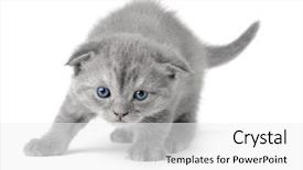  Presentation with british - PPT layouts having small british kitten the age of 1 month on the white background background and a white colored foreground