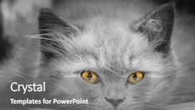  Presentation with british - Presentation featuring small british kitten the age of 2 month background and a gray colored foreground