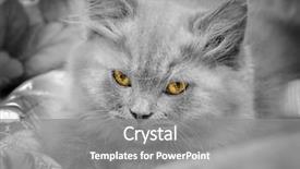  Presentation with british - Colorful slide set enhanced with small british kitten the age of 2 month backdrop and a gray colored foreground