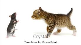  Presentation with rat - Presentation theme having small-brown-kitten-and-rat background and a white colored foreground