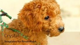  Presentation with poodle - PPT theme featuring small-brown-toy-poodle background and a gold colored foreground