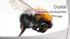  Presentation with bumblebee - Cool new PPT theme with small bumblebee isolated on white backdrop and a white colored foreground