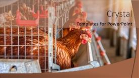  Presentation with poultry egg - Presentation theme having small-business-in-africa-poultry background and a coral colored foreground