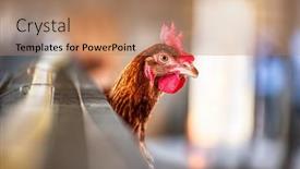 Presentation with poultry egg - Presentation theme having small-business-in-africa-poultry background and a coral colored foreground