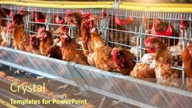  Presentation with poultry egg - PPT theme enhanced with small-business-in-africa-poultry background and a coral colored foreground