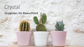  Presentation with pastel - Theme having small-cacti-in-pastel-colored background and a white colored foreground