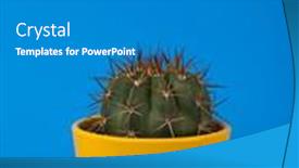  Presentation with blue flower - Slide set having small-cactus-melocactus-azureus-genus background and a gray colored foreground