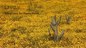  Presentation with cactus - Slide set enhanced with small-cactus-plant-surrounded background and a  colored foreground