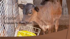  Presentation with eating - PPT theme featuring small-calf-in-the-stable background and a coral colored foreground