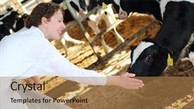  Presentation with farm - Colorful PPT layouts enhanced with small calves at large farm backdrop and a coral colored foreground