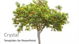  Presentation with tree - Cool new presentation theme with small-camphor-tree-isolated backdrop and a white colored foreground