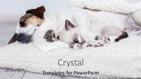  Presentation with cat dog - Slide set featuring small-cat-and-adult-dog background and a  colored foreground