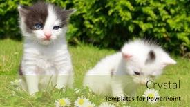  Presentation with cats - Audience pleasing slide deck consisting of small cats in the grass backdrop and a yellow colored foreground