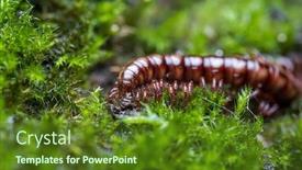 Presentation with moss - Slides having small-centipede-in-green-moss background and a tawny brown colored foreground
