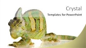  Presentation with isolation - Theme with small-chameleon-isolation-on-white background and a white colored foreground