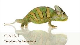  Presentation with isolation - Colorful PPT layouts enhanced with small-chameleon-isolation-on-white backdrop and a soft green colored foreground