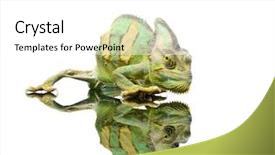  Presentation with isolation - Cool new slides with small-chameleon-isolation-on-white backdrop and a white colored foreground