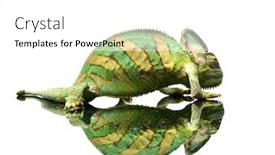  Presentation with isolation - Amazing PPT layouts having small-chameleon-isolation-on-white backdrop and a white colored foreground