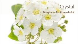  Presentation with bloom - Slide deck having small-cherry-flower-inflorescence background and a cream colored foreground