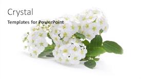  Presentation with bloom - Cool new theme with small-cherry-flower-inflorescence backdrop and a white colored foreground