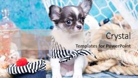  Presentation with islamic decorations decoration and motif - PPT layouts with small chihuahua and sea decorations background and a lemonade colored foreground