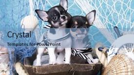  Presentation with sea - Cool new slide set with small chihuahua and sea decorations backdrop and a teal colored foreground