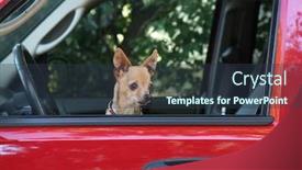  Presentation with vehicle - Theme enhanced with small chihuahua in a red vehicle looking out the window waiting for the owner to return background and a tawny brown colored foreground