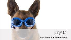  Presentation with marketing mix loyalty - Slides consisting of small-chihuahua-mix-with-goggles background and a white colored foreground