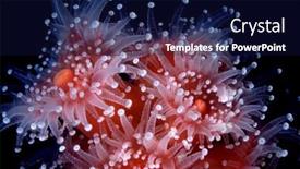  Presentation with structure - Presentation theme enhanced with small-colony-of-beautiful-bright background and a navy blue colored foreground