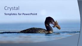  Presentation with fishing - Beautiful PPT layouts featuring small-cormorant-fishing-phalacrocorax-pygmeus backdrop and a sky blue colored foreground