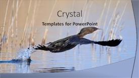  Presentation with fishing - Presentation design having small-cormorant-fishing-phalacrocorax-pygmeus background and a mint green colored foreground