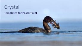  Presentation with fishing - Cool new slide deck with small-cormorant-fishing-phalacrocorax-pygmeus backdrop and a sky blue colored foreground