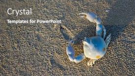  Presentation with crab - Slide deck featuring small-crab-on-the-beach background and a gray colored foreground