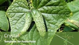  Presentation with vegetable garden - Presentation theme having small cucumber in the vegetable-garden background and a seafoam green colored foreground