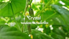  Presentation with green foliage - Cool new slide set with small cucumbers growing on thin backdrop and a tawny brown colored foreground