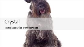  Presentation with employee of the year - Theme enhanced with small curious schnauzer 1 year background and a white colored foreground