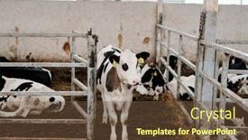  Presentation with animal calf - Presentation enhanced with small-cute-black-and-white background and a tawny brown colored foreground