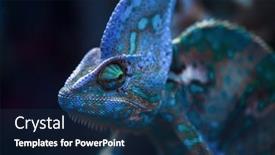  Presentation with cute - Theme having small-cute-chameleon background and a  colored foreground