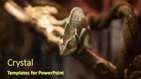  Presentation with cute - Theme featuring small-cute-chameleon background and a wine colored foreground