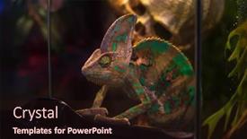  Presentation with dark - Presentation featuring small-cute-chameleon background and a wine colored foreground