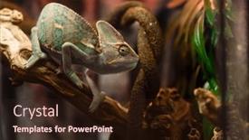  Presentation with cute - Theme having small-cute-chameleon background and a wine colored foreground