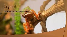  Presentation with cute - Presentation theme enhanced with small-cute-chameleon background and a gold colored foreground