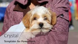  Presentation with tet - Slides featuring small cute dog being held during the 2018 tet festival in costa mesa california lunar new year 2018 2018 year of the dog background and a violet colored foreground