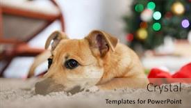  Presentation with dog christmas - Amazing PPT layouts having small cute funny dog laying at carpet with santa hat on christmas tree background backdrop and a coral colored foreground