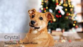  Presentation with dog christmas - Cool new presentation with small cute funny dog laying at carpet on christmas tree background backdrop and a coral colored foreground