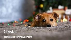  Presentation with dog christmas - PPT theme with small cute funny dog laying at carpet on christmas tree background background and a gray colored foreground